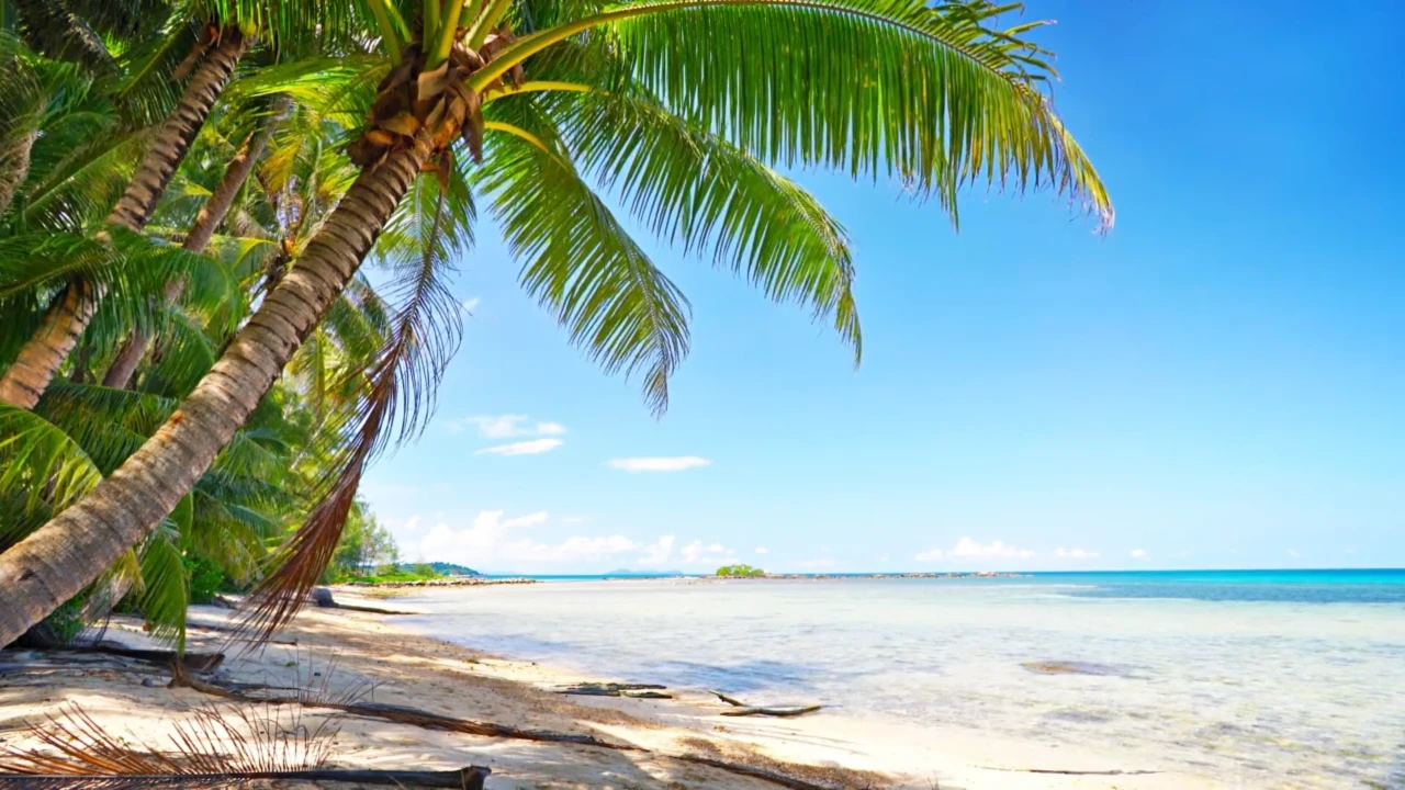 A peaceful beach with palm trees